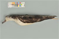 藏品(大水薙鳥)的圖片